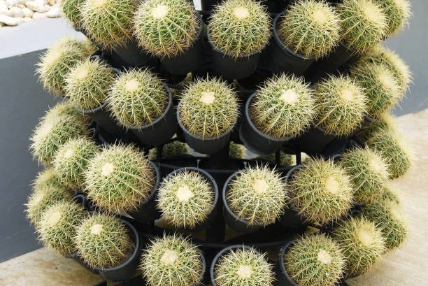 Cactus in the garden , selective focus . stock photo