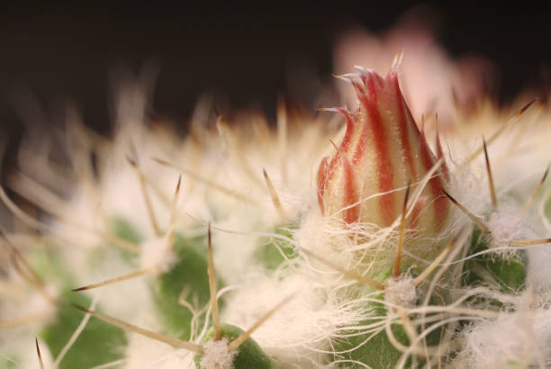 Cactus macro photos. stock photo