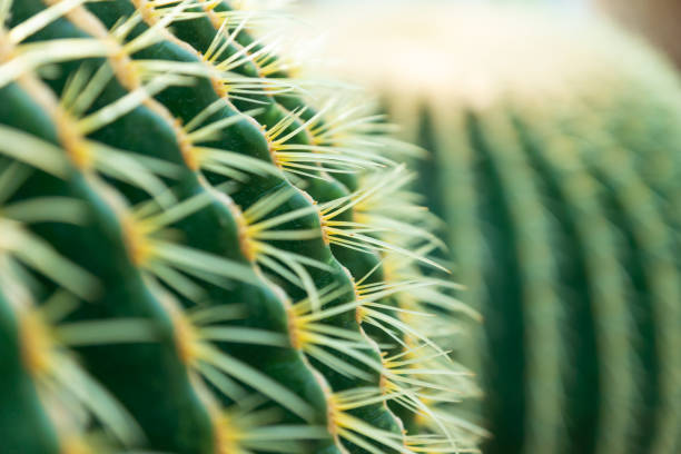 Cactus Cactus cactus photos stock pictures, royalty-free photos & images