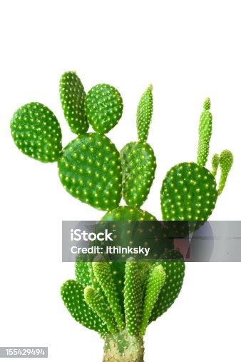 istock Cactus 155429494