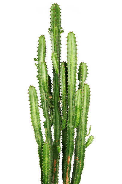 cactus stock photo
