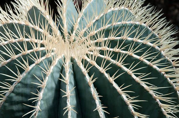 Cactus (Ferocactus Glaucescens) stock photo