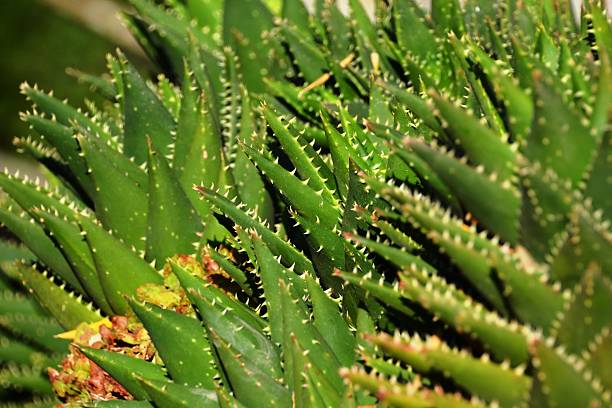 кактус - vera pauw стоковые фото и изображения