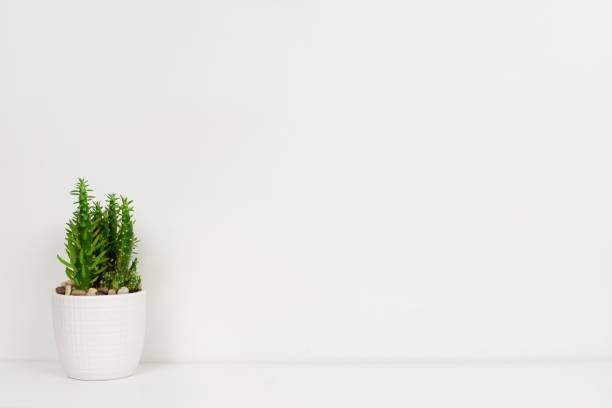Cactus plant in a white pot on shelf against a white wall Indoor cactus plant in a white pot. Side view on white shelf against a white wall. Copy space. potted plant photos stock pictures, royalty-free photos & images