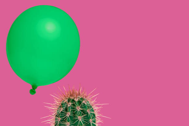 Cactus plant on a neon pink background with above it floating a green balloon as a concept for something which could go wrong fast easily stock photo