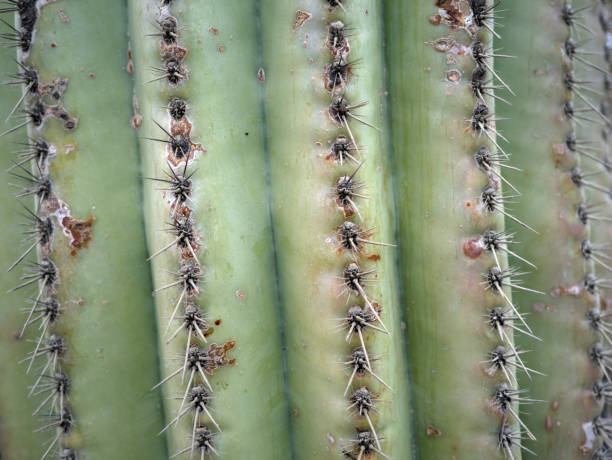 Cactus Spines Closeup stock photo