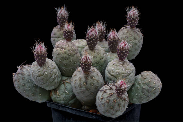 Cactus Tephrocactus geometricus with flower isolated on Black. Cactus Tephrocactus geometricus with flower isolated on Black tephrocactus geometricus stock pictures, royalty-free photos & images