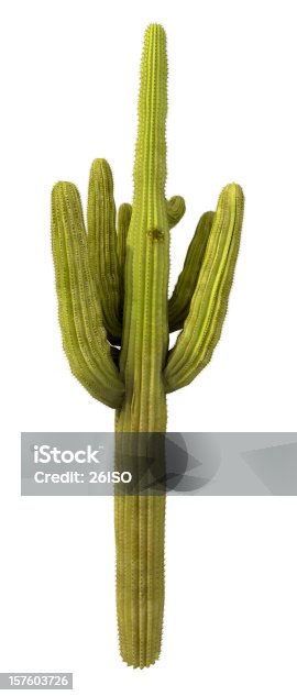 istock Cactus Tree Isolated on Pure White Background (XXXL) 157603726