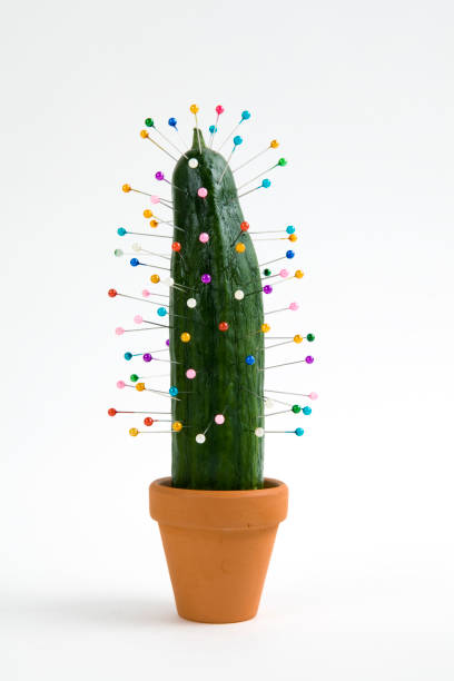cactus voodoo stock photo
