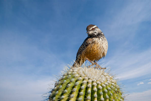 Cactus Wren on a Saguaro Cactus The cactus wren (Campylorhynchus brunneicapillus) is the state bird of Arizona. This species of wren is native to the southwestern United States southwards to central Mexico. This wren was photographed perched on a saguaro cactus in the mountains near Tucson, Arizona, USA. jeff goulden wildlife stock pictures, royalty-free photos & images