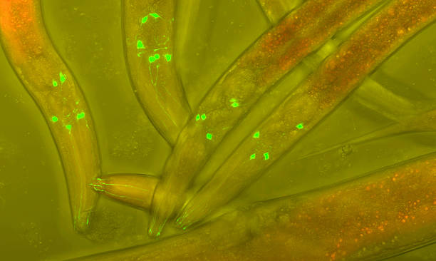 Caenorhabditis elegans Caenorhabditis elegans, a free-living, transparent nematode (roundworm), about 1 mm in length. caenorhabditis elegans stock pictures, royalty-free photos & images