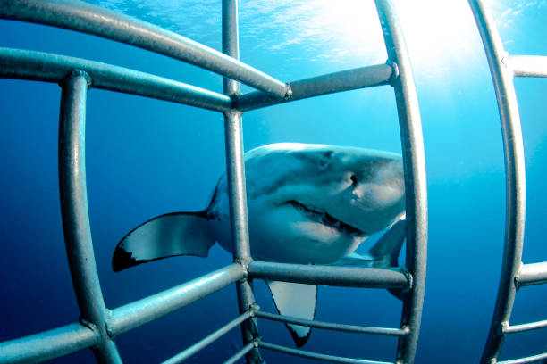 Cage Diving stock photo