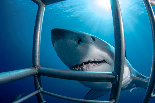 582 Shark Cage Stock Photos, Pictures &amp; Royalty-Free Images - iStock