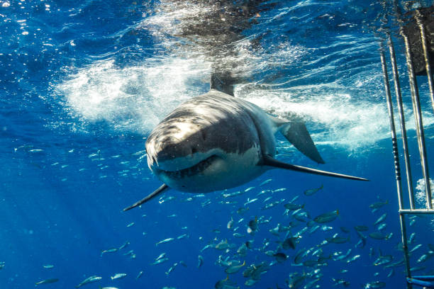 Cage Diving with Great White Sharks in Guadalupe, Mexico stock photo