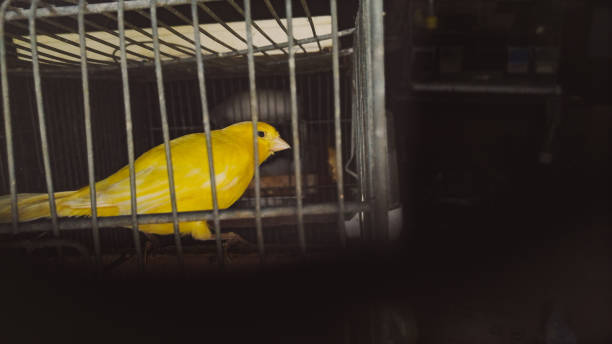 Caged Canary Bird photographed from the window coal mine stock pictures, royalty-free photos & images