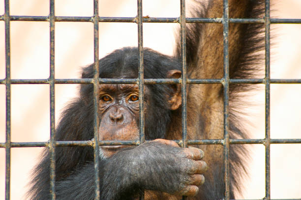 caged chimpanzee stock photo