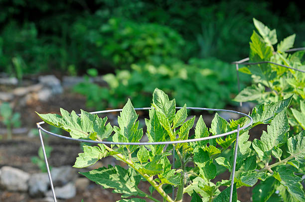 Caged Tomato Plants stock photo