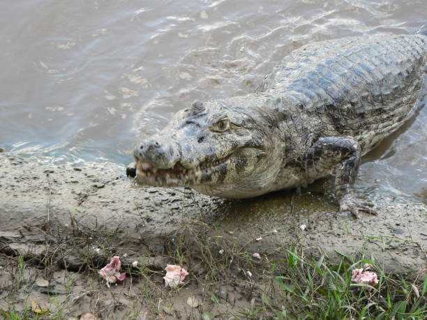 Caiman in river stock photo