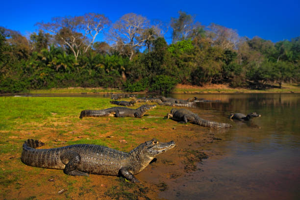 Caiman, Yacare Caiman, crocodiles in the river surface, evening with blue sky, animals in the nature habitat. Pantanal, Brazil stock photo