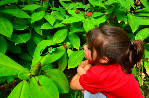 Cairns Birdwing profile side view Little girl looks at Cairns Birdwing (Ornithoptera euphorion) sit on a plant in the rainforest of Queensland, Australia is Australia's largest endemic butterfly species butterfly garden stock pictures, royalty-free photos & images