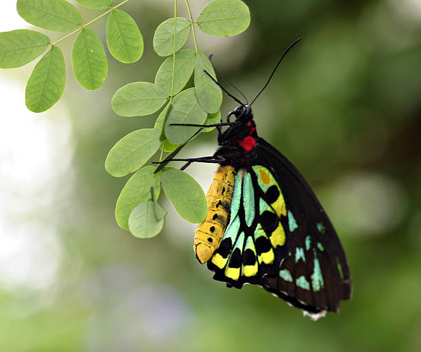 Cairus Birdwing Butterfly Hanging From A Leaf stock photo