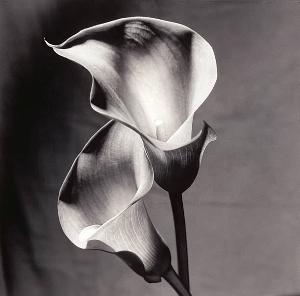 Cala Lilies, black and white, close-up. Dramatic lighting. stock photo