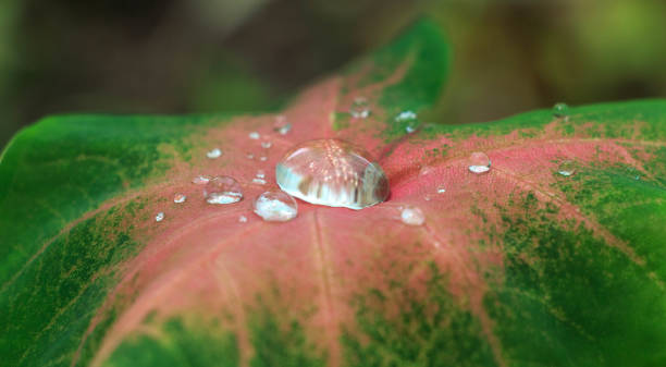 Caladium Water droplets on caladium perdana botanical garden stock pictures, royalty-free photos & images