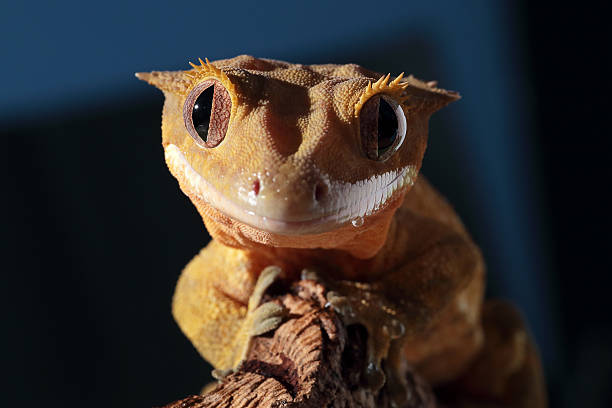 Caledonian created gecko gazing into camera Funny portrait of a new Caledonian crested gecko (Rhacodactylus ciliatus) on dark background animal's crest stock pictures, royalty-free photos & images