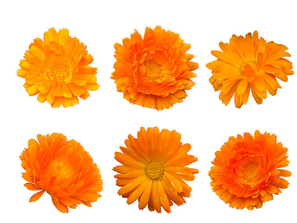 1 145 Corn Marigold Stock Photos Pictures Royalty Free Images Istock