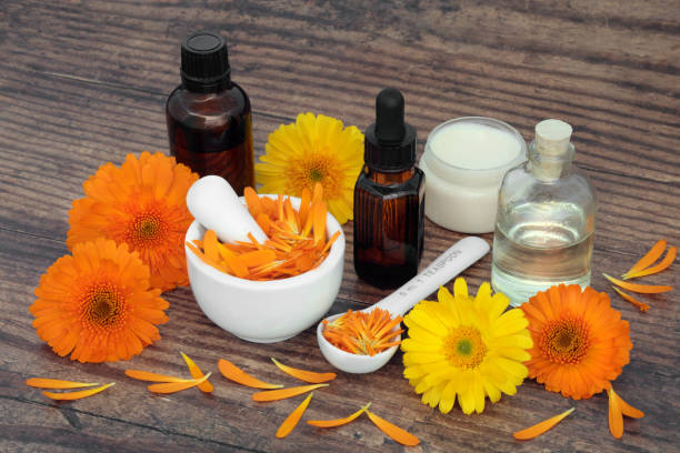 Calendula Flowers for Aromatherapy Essential Oil stock photo