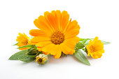 istock Calendula. Flowers with leaves isolated on white 482800255