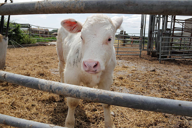calf on a farm stock photo