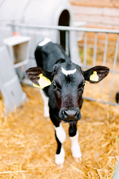 Calf A newly born dairy calf stands close to a protective calf hutch. Birchwood Farm, Kilmington, Devon.  calf stock pictures, royalty-free photos & images