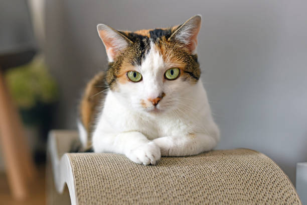 Calico Cat with green eyes lying on cardboard scratch board stock photo