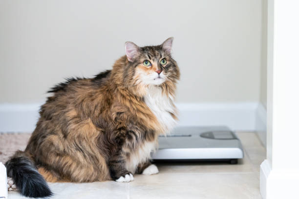 Calico maine coon cat sitting looking up in bathroom room in house by weight scale, overweight obese feline stock photo
