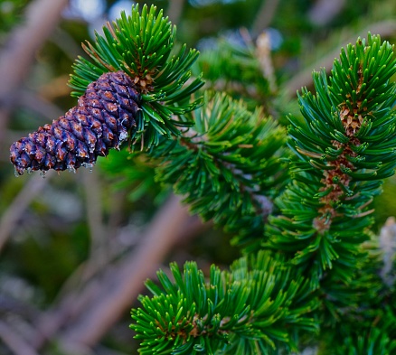 California Bristlecone Pine Cone Stock Photo - Download ...