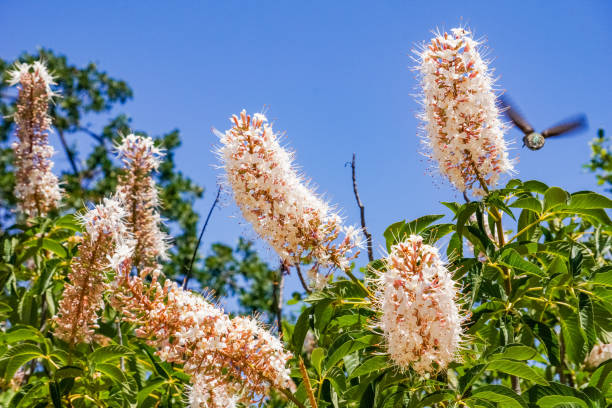 California buckeye flowers (Aesculus californica) California buckeye flowers (Aesculus californica) horse chestnut tree stock pictures, royalty-free photos & images