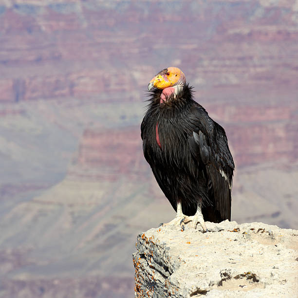 California condor perched on rock stock photo