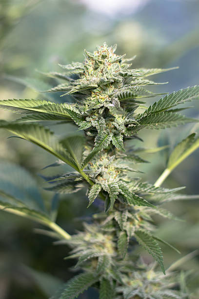 California Dreaming Medical Marijuana stock photo