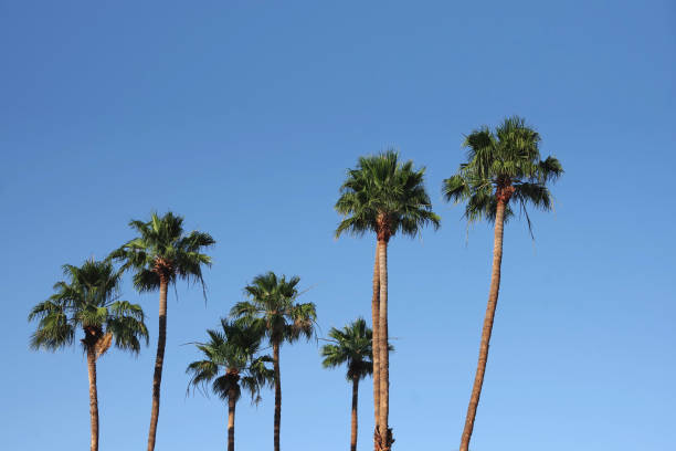 California fan Palms stock photo
