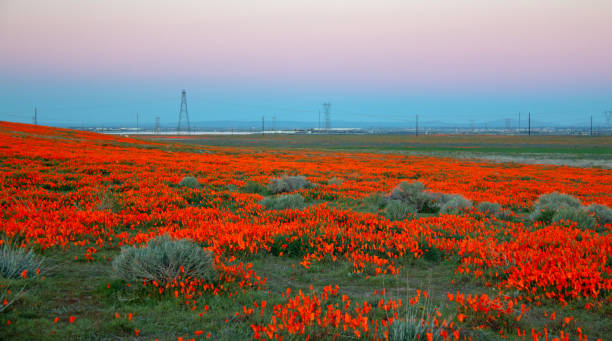 California Golden Poppies at dusk in the high desert of southern California near Lancaster CA USA stock photo