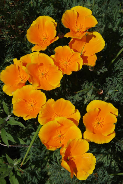 California Golden Poppies stock photo