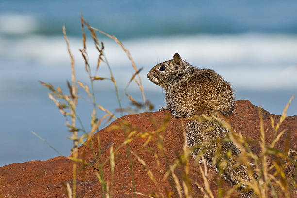 California Ground Squirrel on a Boulder The California Ground Squirrel (Otospermophilus beecheyi), also known as the Beechey ground squirrel is a common ground squirrel of the western United States. It is commonly found in Oregon and California and its range has recently extended into Washington and northwestern Nevada. The squirrel's upper body is mottled gray. The underside is a lighter buff color and it has a white ring around its eyes. The head and body are about 12 inches long with the bushy tail being an additional 6 inches. Typical of ground squirrels, the California ground squirrel live in a burrow which it excavates. In the colder parts of their range, California ground squirrels hibernate for several months, but in areas where winters have no snow squirrels can be active year-round. They commonly feed on seeds but may also eat insects such as crickets and grasshoppers. This ground squirrel was photographed by the Pacific Ocean at Rockaway Beach, Oregon, USA. jeff goulden squirrel stock pictures, royalty-free photos & images