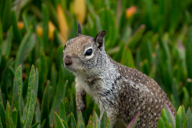 California Ground Squirrel stock photo