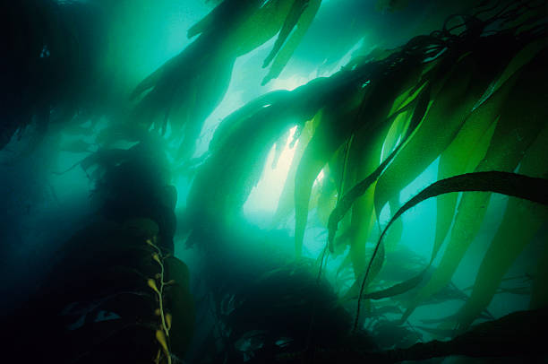 California Kelp Forest Giant kelp forest algae photos stock pictures, royalty-free photos & images