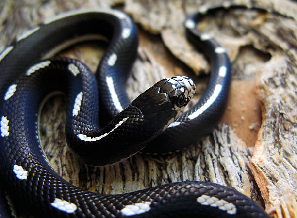California King Snake: Striped Pattern stock photo