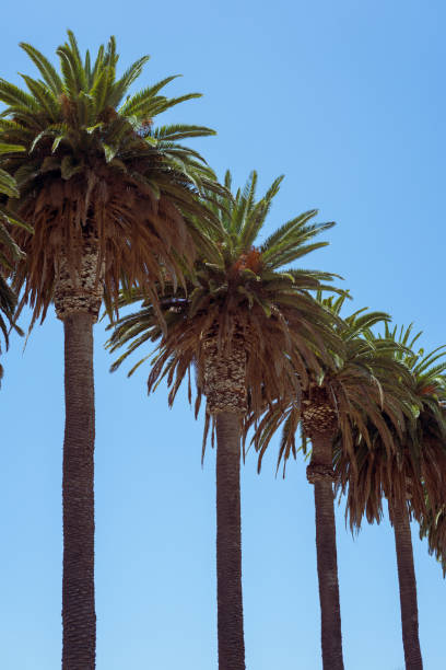 California Palm Trees stock photo