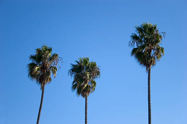 California Palm Trees stock photo