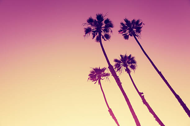 California Palms at sunset stock photo