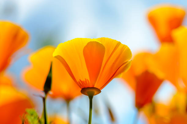 California poppies against bright blue sky stock photo